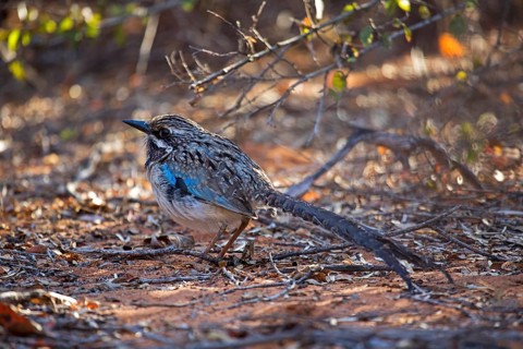 Long-tailed ground roller