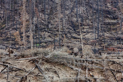 Charred logs burnt by forest fire