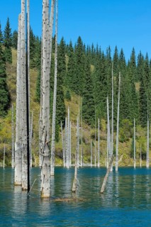 Dried trunks of