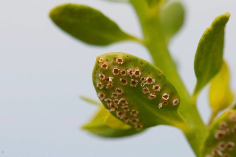 Uromyces pisi