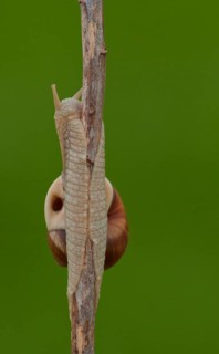 Roman snail