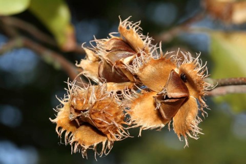 European beech