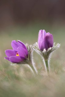 Common pasque flower