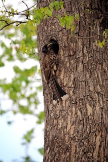 African grey hornbill