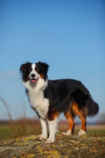 Australian Shepherd