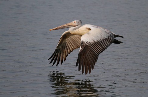 Spot-billed pelican