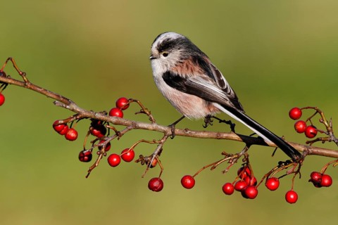 Long-tailed Tit