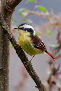 Red-tailed Minla