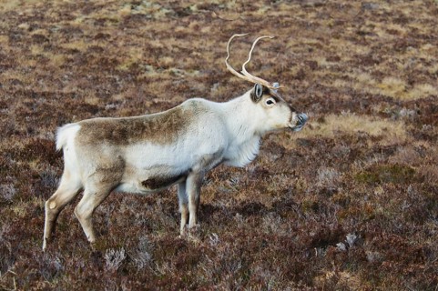 Reindeer