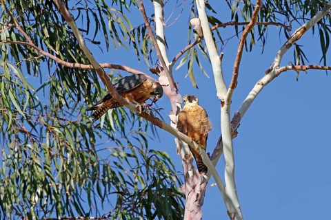 Australian Hobby