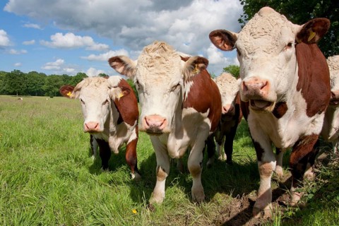 Domestic cattle
