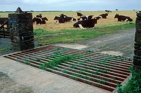Cattle breeding