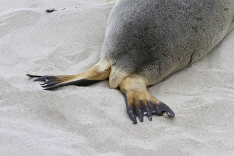 Australian sea lion