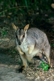 Queensland Rock Kangaroo