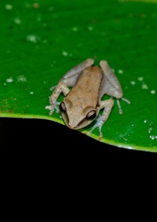 Red-striped Treefrog