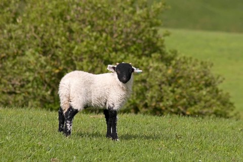 Domestic Sheep