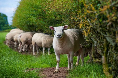 Domestic Sheep
