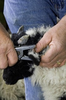 Farmer tagging young lamb with identification tags