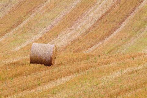 Round straw bale in stubble field