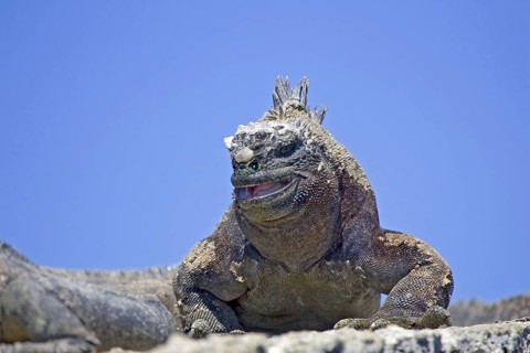Marine Iguana