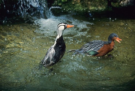 Torrent duck