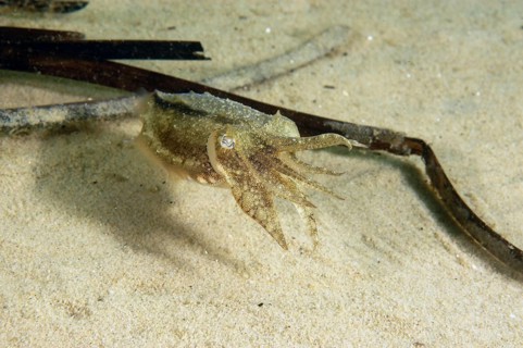 Common cuttlefish