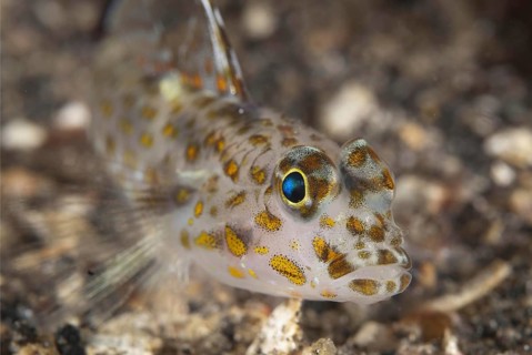 Spotted goby