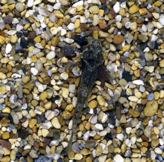 Bullhead