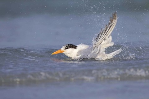 Royal tern