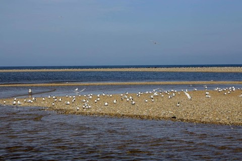 Sandwich Terns gather on the pebble spit on Scolt Head Island