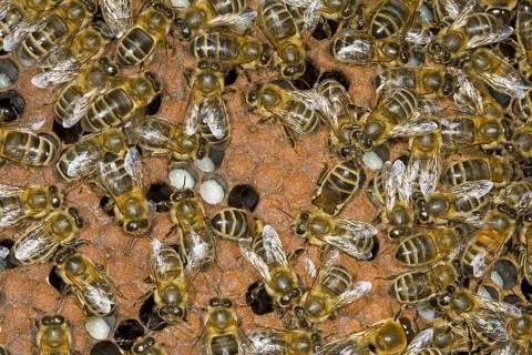 Western honey bee