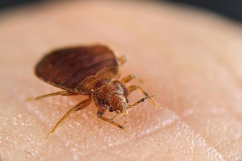 Common Bedbug