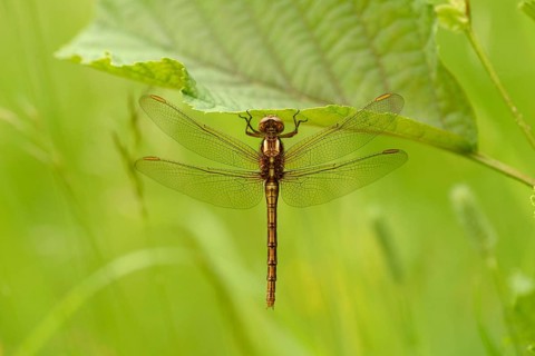 Orthetrum coerculescens