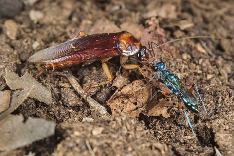 Emerald cockroach wasp