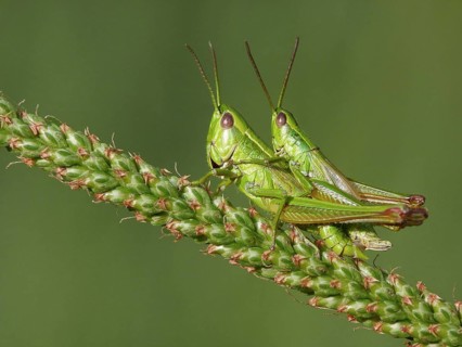 Common Green Grasshopper