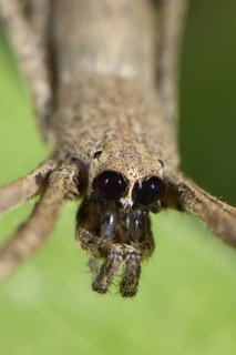 Net-casting spider