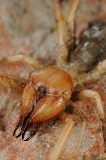 Sun-spider