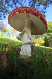 Fly agaric