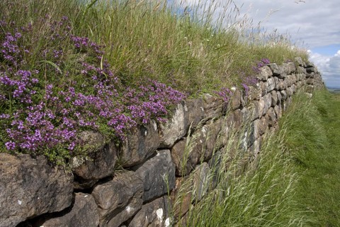 Creeping Thyme
