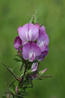 Spiky root close-up of spiny restharrow