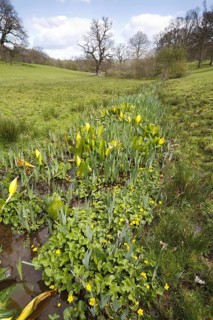 Yellow skunk cabbage