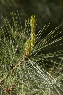 Mexican Weymouth pine