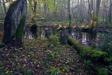 The Briese river in autumn in the Briese Valley landscape conservation area near Berlin