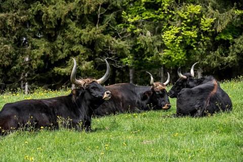 Herd of Heck domestic cattles