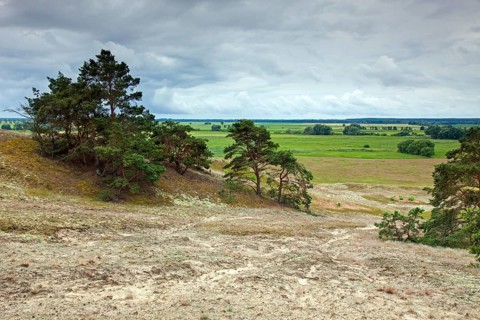 Pine trees in the inland dunes near Klein Schmoelen on the Elbe