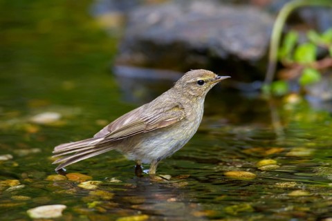 Willow warbler