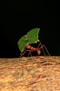 Leafcutter ant