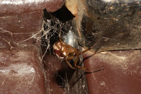 False widow