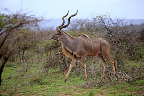 Greater Kudu