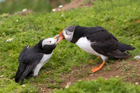 Puffin